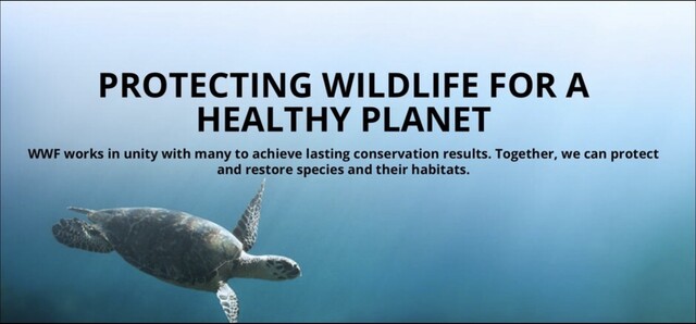 World Wildlife Fund: Protecting Wildlife for a Healthy Planet, with a sea turtle swimming in clear blue ocean water
